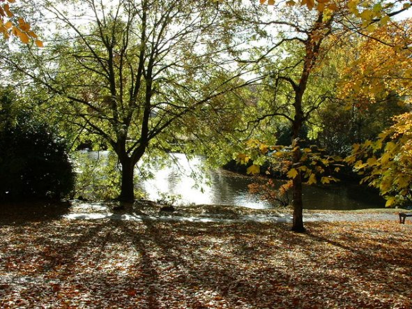 This autumnal scene shows Moseley New Pool in Swanshurst Park, but it has been known by other names in the past, including Swanshurst Lady Pool and Grove Pool. Coldbath Brook was dammed to create the New Pool as a fish pond in or before 1758. In its hey day Swanshurst Park had a boathouse with boats to hire, a pitch and putt golf course, changing rooms for sports, toilets and a cafe.
