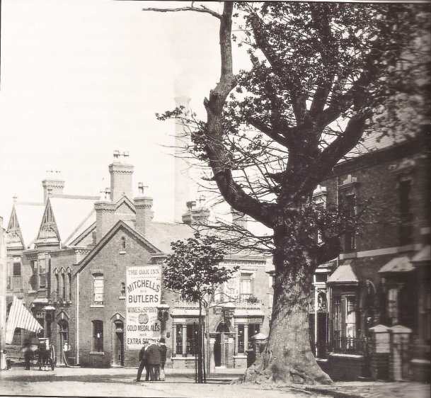 The Selly Oak in Oak Tree Lane in 1908, a year before it was cut down.